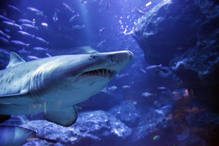 Sumida Aquarium Ticket in Tokyo - Who will enjoy it most