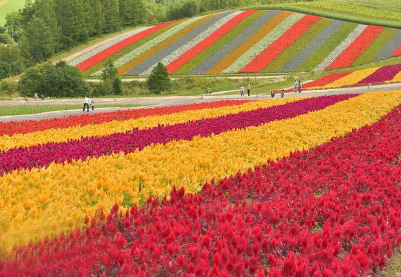 Summer 11 AM Departure: Shikisai no Oka & Farm Tomita & Blue Pond & Waterfall & Ningle Terrace Illumination Day Tour - A short Furano pause for lunch