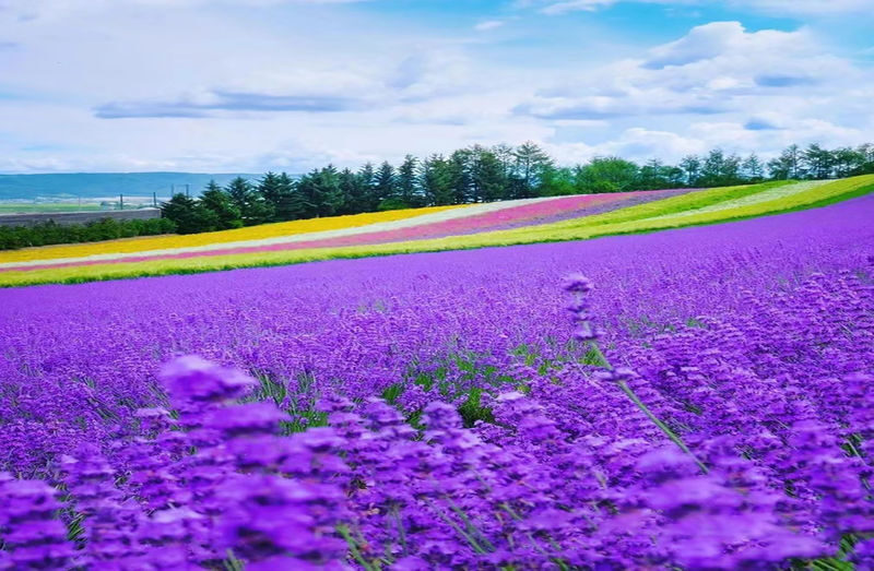 Summer 11 AM Departure: Shikisai no Oka & Farm Tomita & Blue Pond & Waterfall & Ningle Terrace Illumination Day Tour - Five minutes on Roller Coaster Road