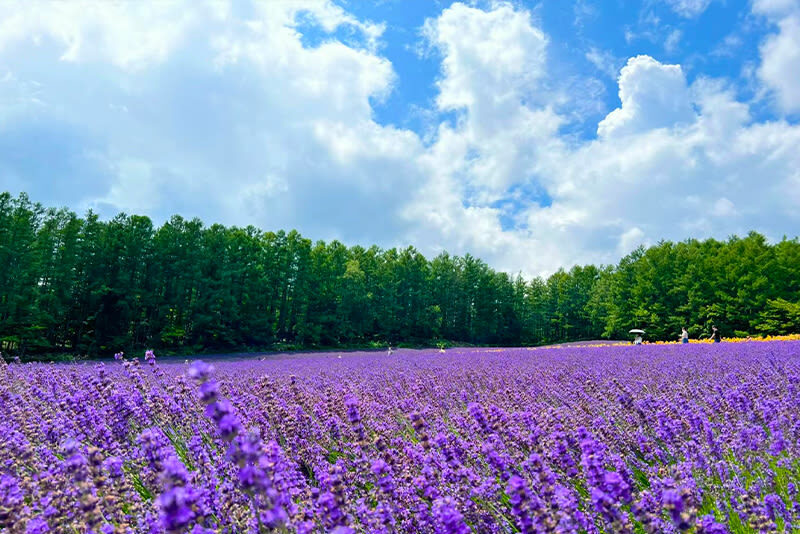 Summer 11 AM Departure: Shikisai no Oka & Farm Tomita & Blue Pond & Waterfall & Ningle Terrace Illumination Day Tour - Shikisai no Oka’s rolling flower bands
