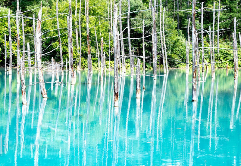 Summer 11 AM Departure: Shikisai no Oka & Farm Tomita & Blue Pond & Waterfall & Ningle Terrace Illumination Day Tour - What the price buys, and what it does not