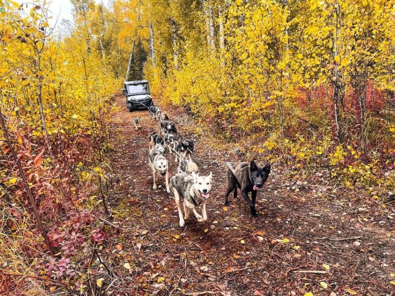 Summer Dog Sled Ride and Kennel Tour - The Details That Matter