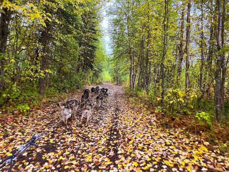 Summer Dog Sled Ride and Kennel Tour - FAQ: Your Questions Answered