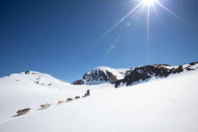 Summer Glacier Dogsledding Tour From Girdwood - Common Questions
