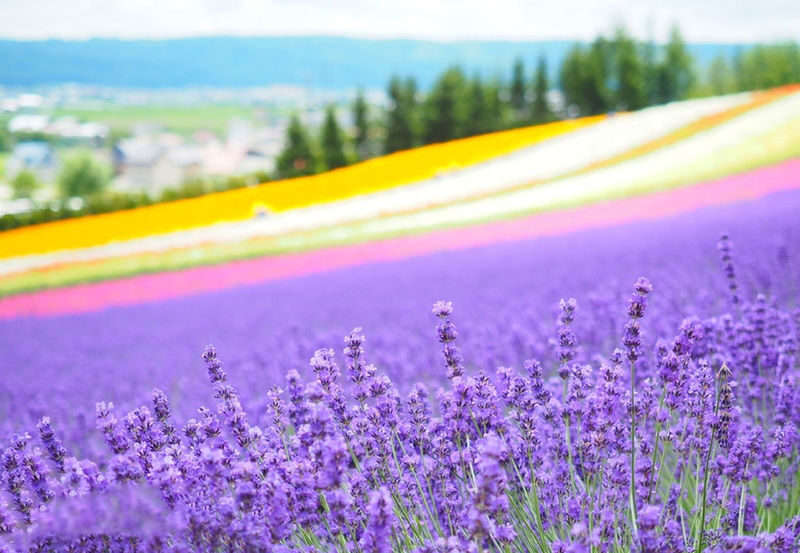 Summer Limited: Biei Furano Farm Tomita & Shikisai no Oka & Blue Pond & Waterfall Day Tour - Shikisai no Oka’s changing hillsides