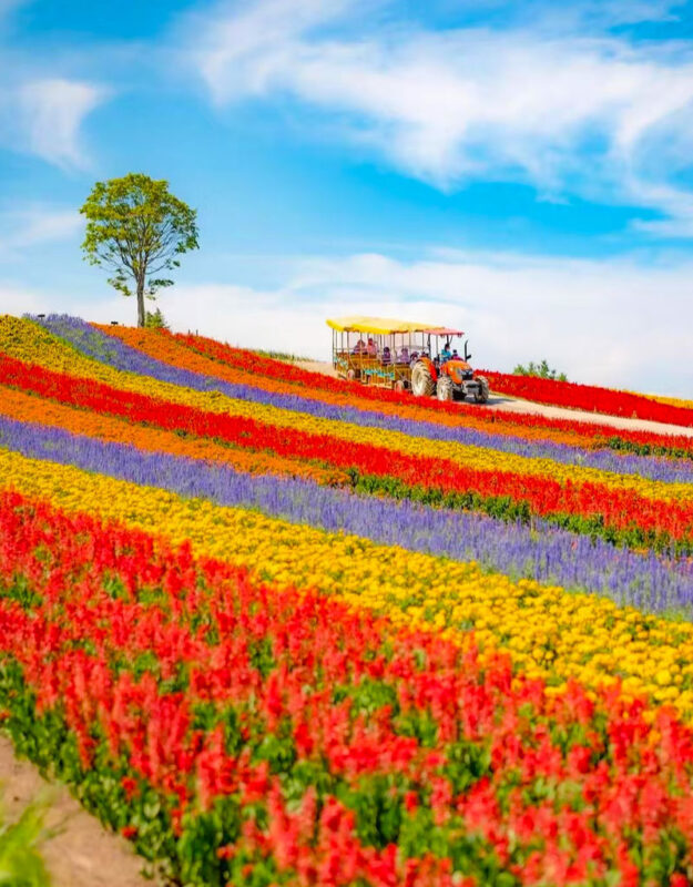Summer Limited: Biei Furano Farm Tomita & Shikisai no Oka & Blue Pond & Waterfall Day Tour - Shirahige Falls and the blue river below
