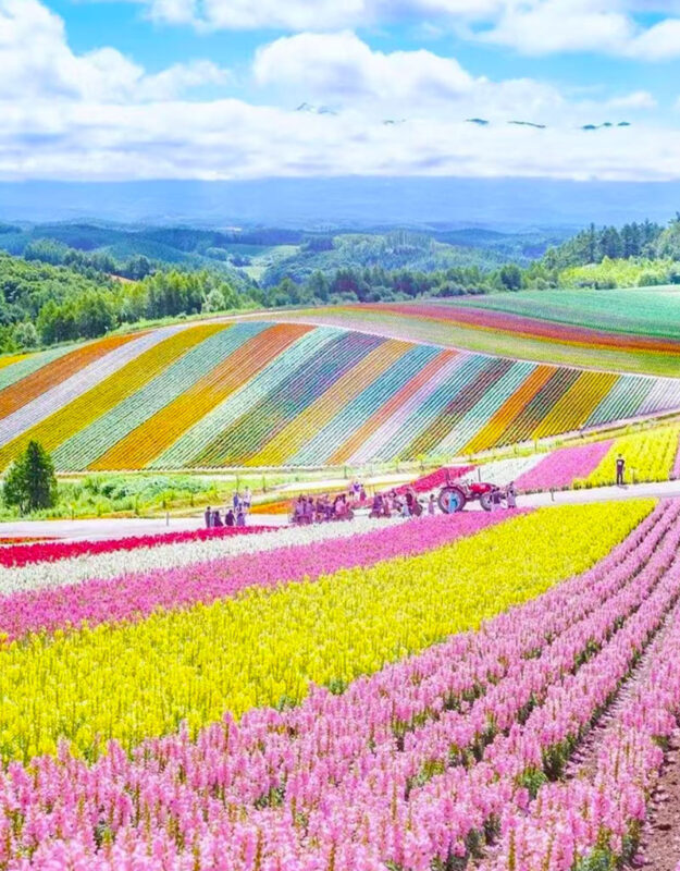 Summer Limited: Biei Furano Farm Tomita & Shikisai no Oka & Blue Pond & Waterfall Day Tour - Lunch in the Furano area