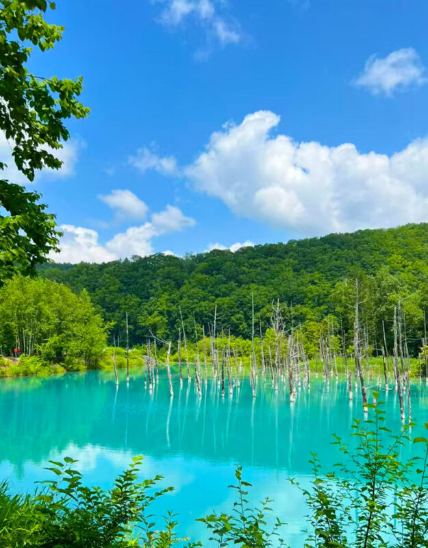 Summer Limited: Biei Furano Farm Tomita & Shikisai no Oka & Blue Pond & Waterfall Day Tour - Farm Tomita and its lavender roots