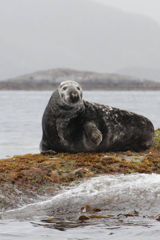 Summer Snorkeling with Grey Seals - An In-Depth Look at the Snorkeling Experience