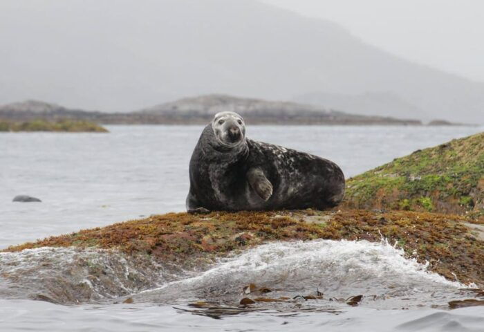 Summer Snorkeling with Grey Seals - Final Words