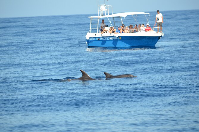 Summer Tour: Dolphin Watching and Guided Snorkeling - Location Details