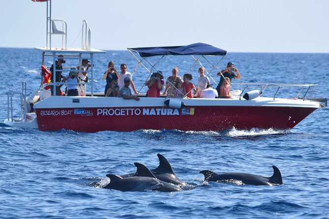 Summer Tour: Dolphin Watching and Guided Snorkeling - Customer Reviews