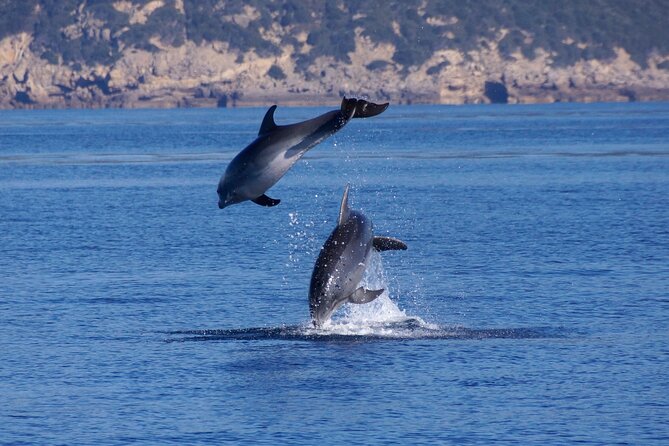 Summer Tour: Dolphin Watching and Guided Snorkeling - Directions