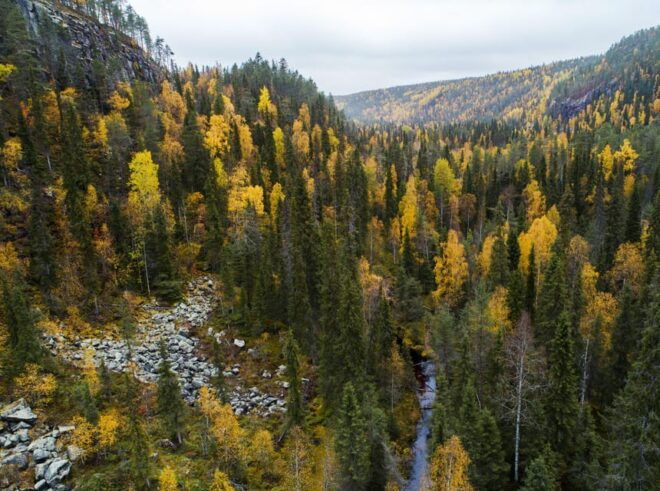 Summer Tour From Rovaniemi: Korouoma Waterfall and Ranua Zoo - Inclusions and Requirements