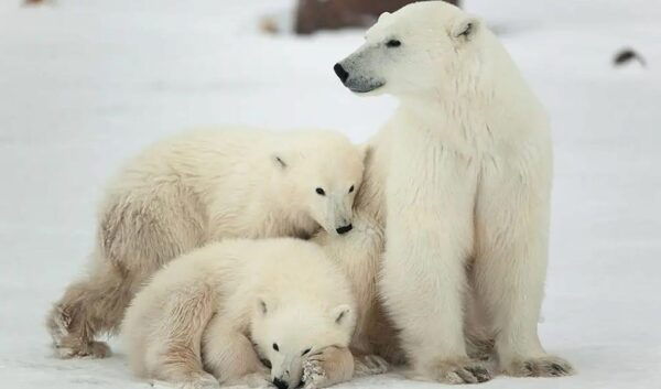 Summer Tour From Rovaniemi: Korouoma Waterfall and Ranua Zoo - Frequently Asked Questions