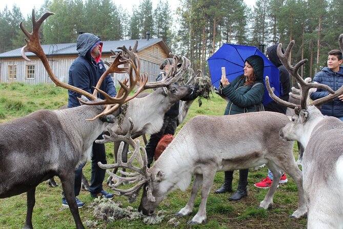 Summer Traditional Reindeer Farm Tour in Rovaniemi - Tour Location: Rovaniemi