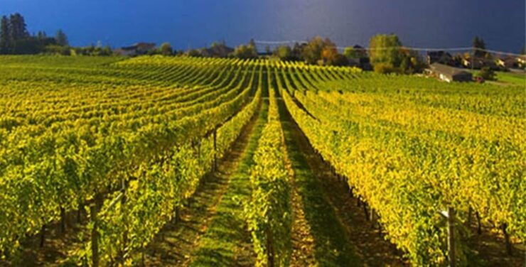 Summerland: Full-Day Wine Tour With Tastings - Good To Know