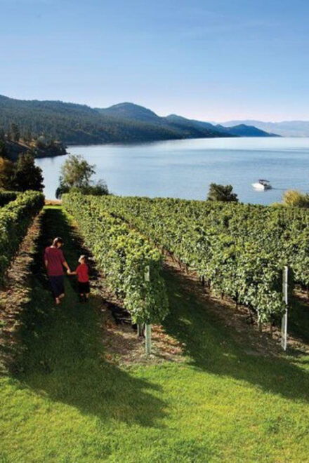 Summerland: Full-Day Wine Tour With Tastings - Lunch Options