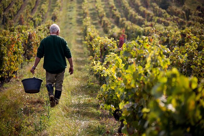 Summerland Wine Tour Full Day Guided With 5 Wineries - Tour Highlights