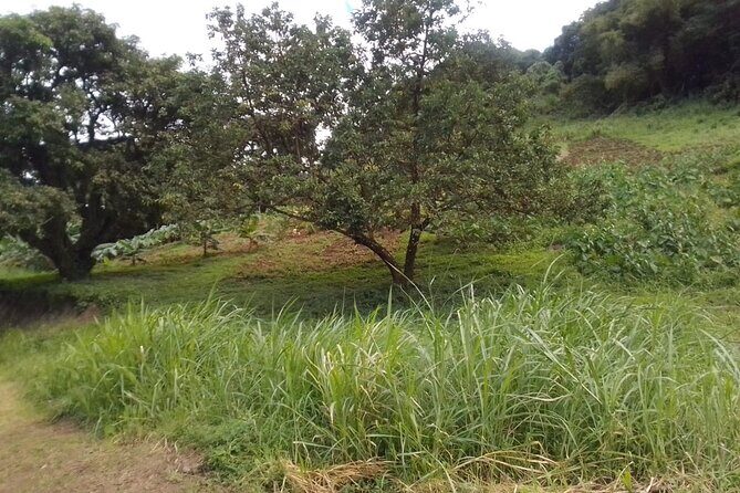 Summit Adventure: Conquer the La Soufriere Volcano - Who Is This Tour Best For?