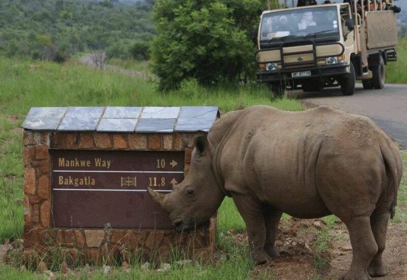 Sun City: 6H Game Drive with Lunch - Practical Details and Tips