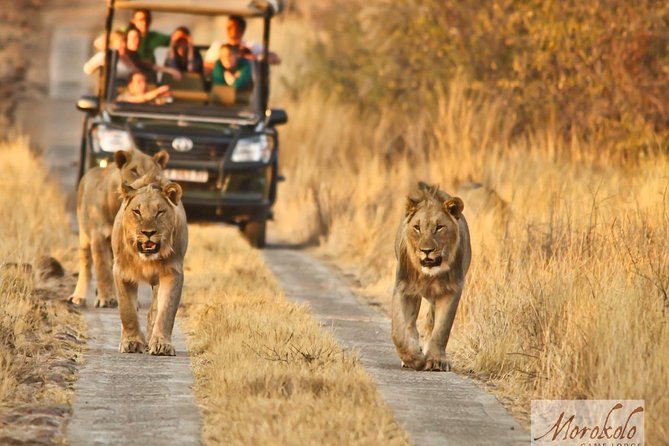Sun City/ Pilanesberg Park From Johannesburg - Best Time to Visit Sun City/Pilanesberg Park