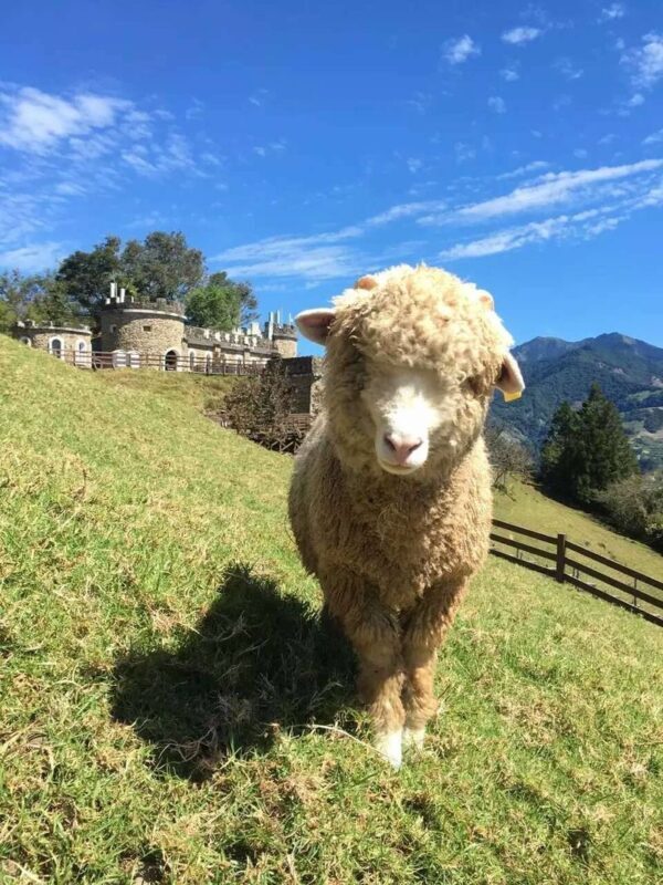 Sun Moon Lake & Qingjing Farm Day Tour from Taichung (Boat Ticket Included) - What to know before you go