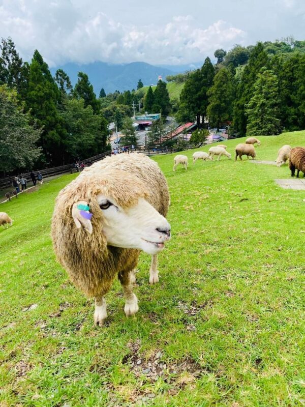 Sun Moon Lake & Qingjing Farm Day Tour from Taichung (Boat Ticket Included) - From Taichung to Nantou’s high country