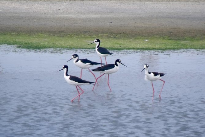 Sun Route Tour: Wildlife, Scenic Views Await - Itinerary Details