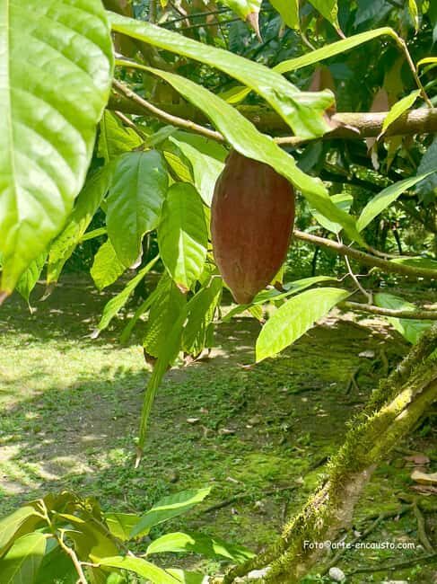 Sun Valley Plantation: Tropical paradise garden with hummingbirds - A Detailed Guide to the Sun Valley Plantation Experience  