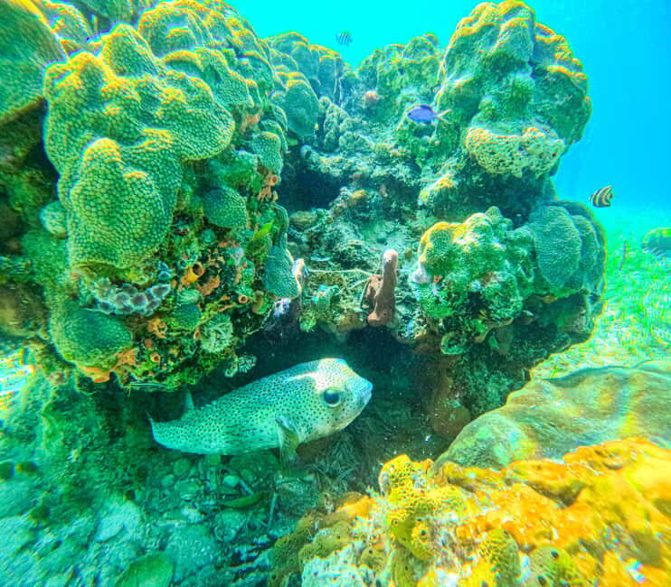 SunCay Private Oceanview Villa up to 6 with Lunch and Ferry - Who Would Love This Experience?