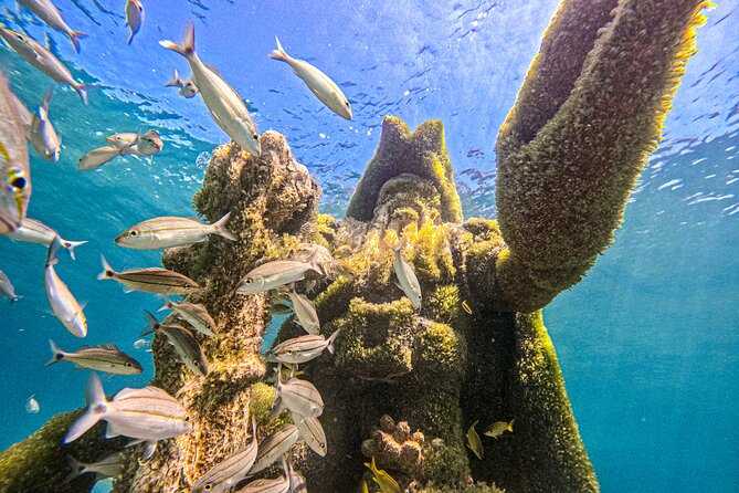Suncay Sunken Sculpture Snorkel & Iguana Encounter With Lunch - Snorkeling Experience