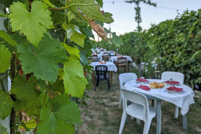 Sunday in the Vineyard for the Whole Family With Lunch - Kids Activities