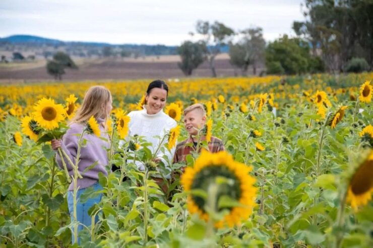 Sunflower Season in Tenuta Torciano Winery - Sunflower Season Timing & Duration