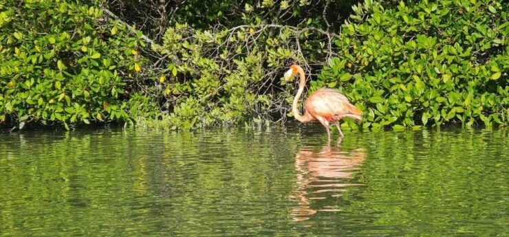 Sunrise at Mangrove - Good To Know