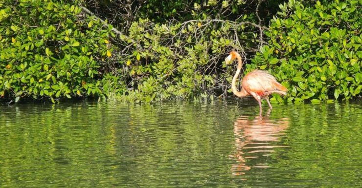 Sunrise at Mangrove - Itinerary and Experience