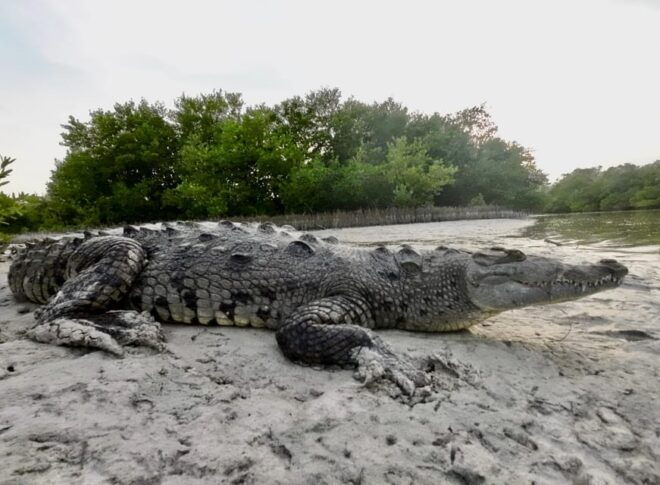 Sunrise at Mangrove - Wildlife Encounter