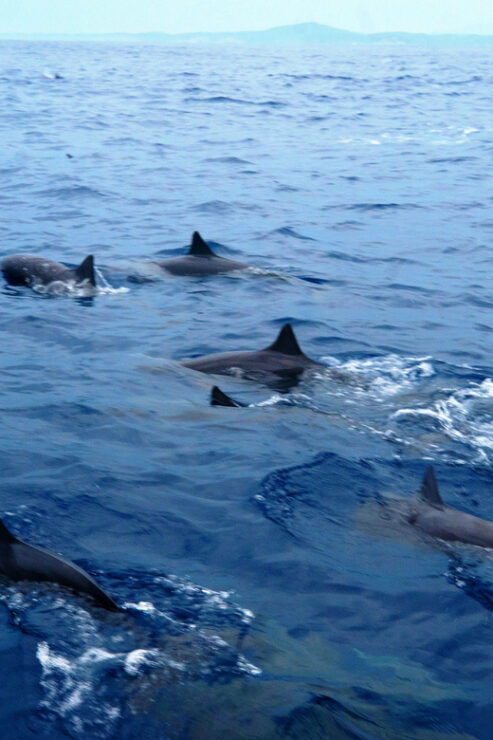 Sunrise Boat Ride at Huatulco Bays - Good To Know