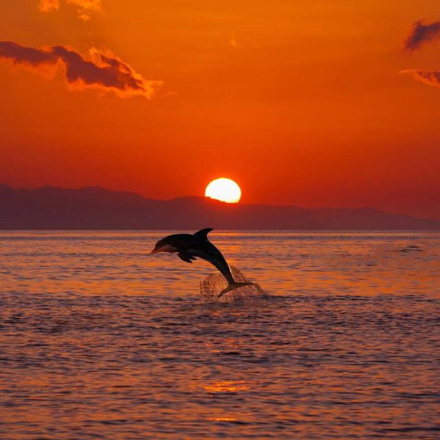 Sunrise Coastline Boat Tour & Dolphin Watching - Includes