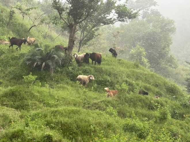 Sunrise Day Hike in Rishikesh - Sunrise Trek Highlights