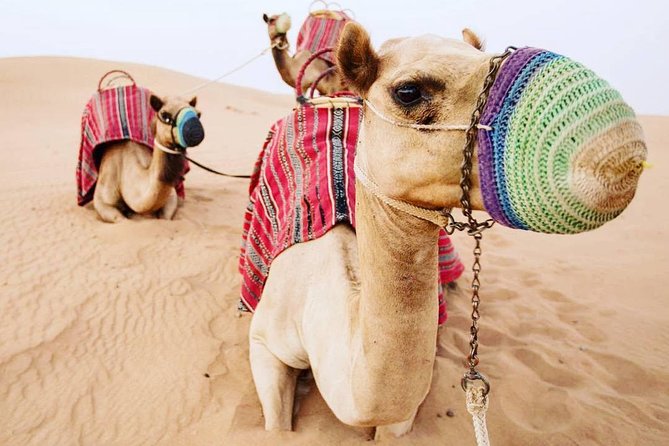 Sunrise Desert Safari Dubai - Safari Experience