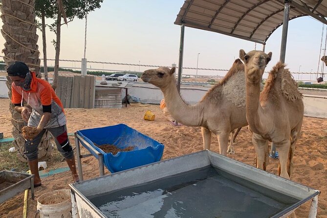 Sunrise Desert Safari Dune Bashing Camel Farm Visit - Overview and Duration
