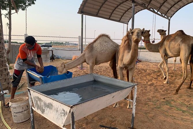 Sunrise Desert Safari Dune Bashing Camel Farm Visit - What to Expect