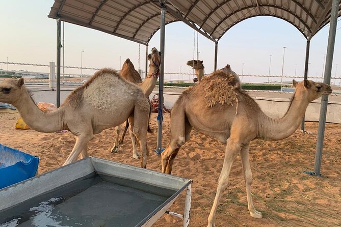 Sunrise Desert Safari Dune Bashing Camel Farm Visit - The Sum Up
