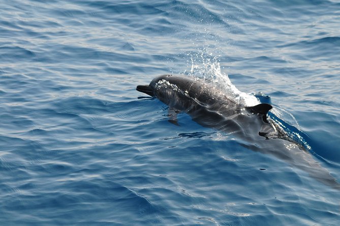 Sunrise Dolphin Watching Experience and Bar Reef Snorkelling – Kalpitiya - Good To Know