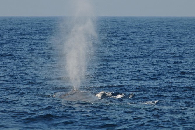 Sunrise Dolphin Watching Experience and Bar Reef Snorkelling – Kalpitiya - Inclusions and Pickup Information