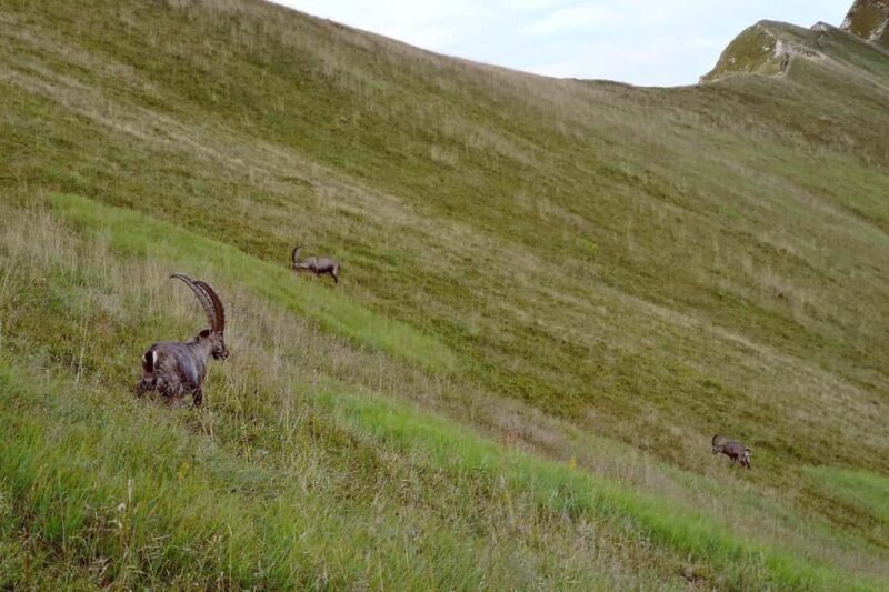 Sunrise Hike to Augstmatthorn with Breakfast on the Peak - Why This Tour Is Worth Considering