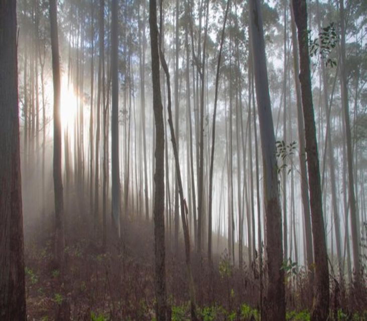 Sunrise Hike to Ella Rock - Activity Details