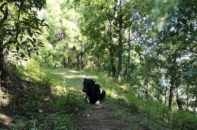 Sunrise Hike to Nagarkot - Tips for a Successful Sunrise Experience