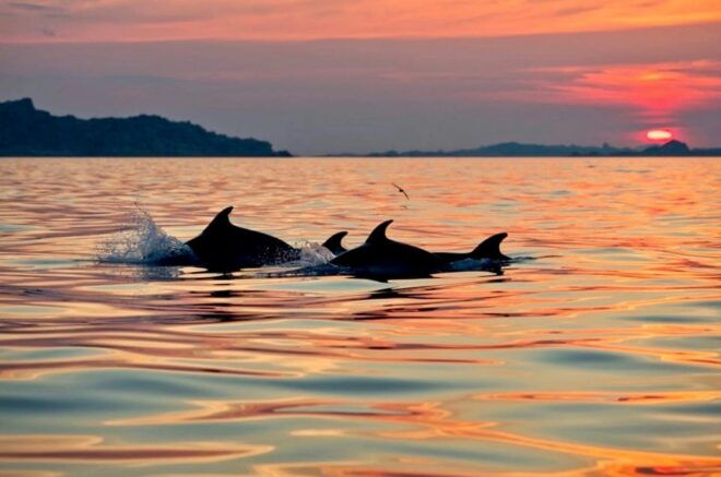 Sunrise Kayak Tour With Snorkeling and Breakfast - Inclusions and Exclusions
